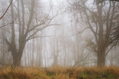 Fairytale sisli orman