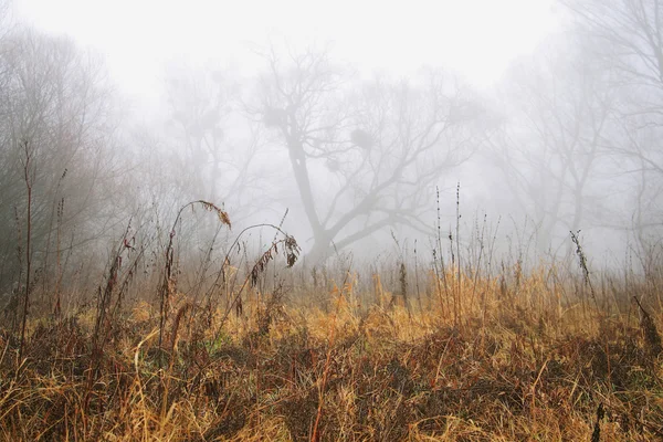 Märchenhafter Nebelwald — Stockfoto