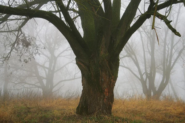 Fairytale mistige bos — Stockfoto