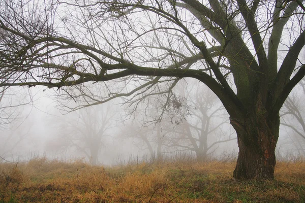 Fairytale mistige bos — Stockfoto