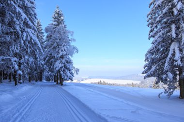 Thüringen'kış orman