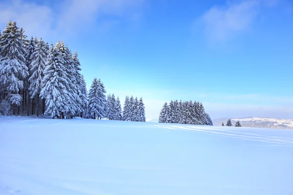 Wintry forest in Thuringia — Stock Photo, Image