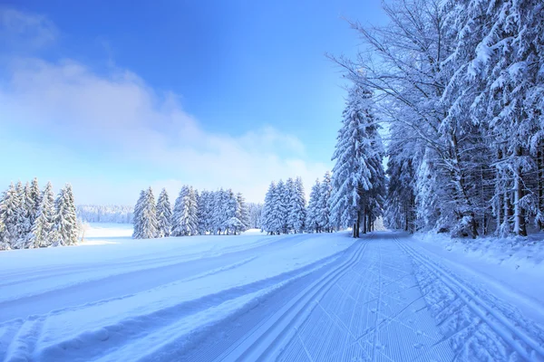 Der winterliche Wald — Stockfoto