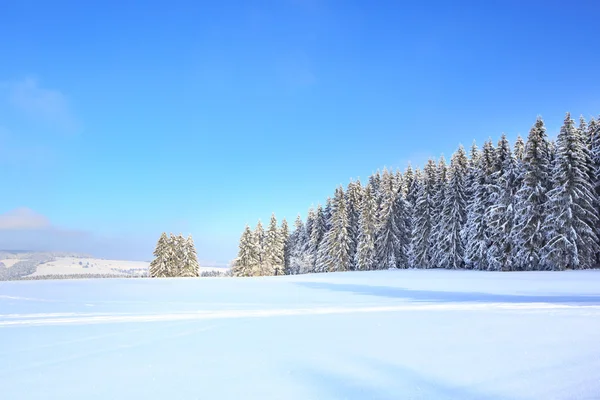 The wintry forest — Stock Photo, Image