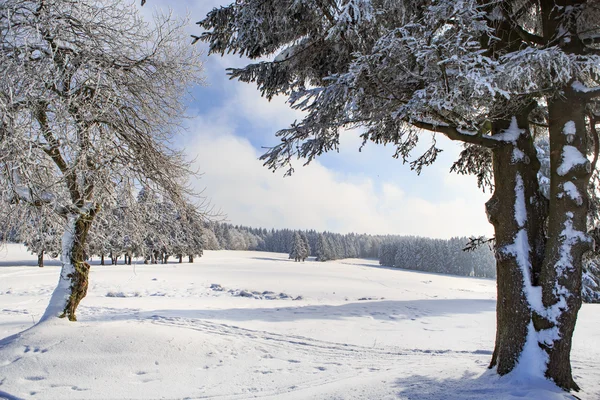 El bosque invernal — Foto de Stock