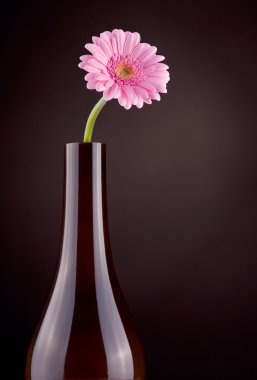 gerbera çiçek