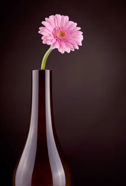Die Gerbera-Blume — Stockfoto