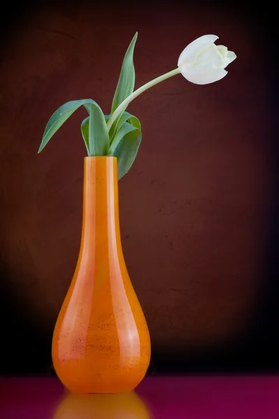 Die Tulpenblume — Stockfoto