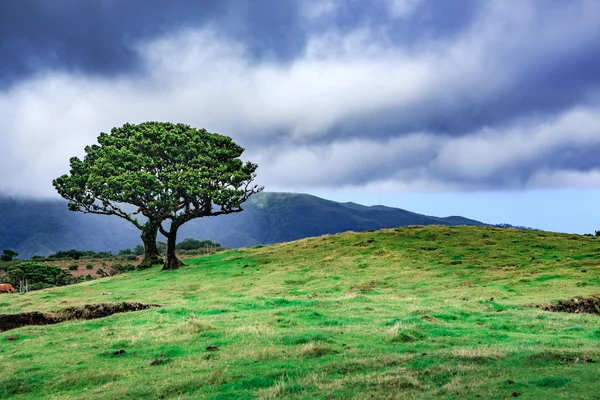 The laurel tree — Stock Photo, Image