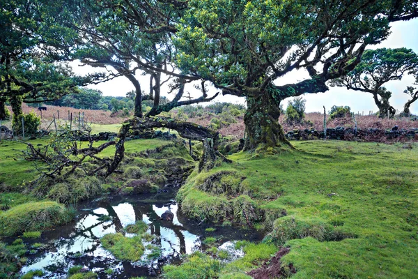 The laurel tree — Stock Photo, Image