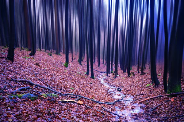 La forêt à feuilles persistantes — Photo