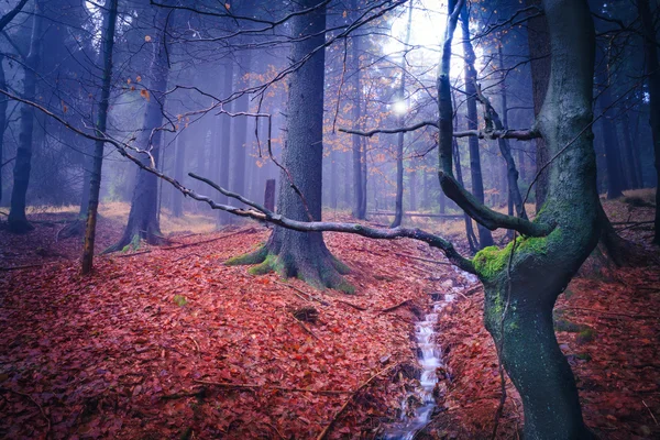 La forêt à feuilles persistantes — Photo