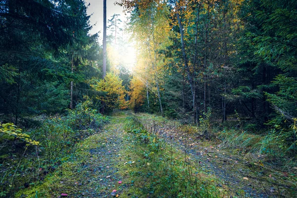 Podzimní Smíšený Les Světle Západu Slunce — Stock fotografie