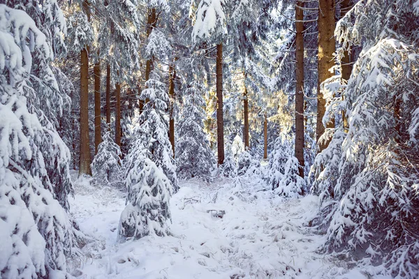 Une Forêt Hivernale Tôt Matin — Photo