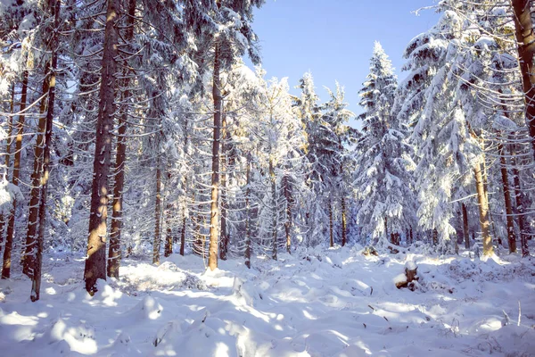 Zimní Les Časně Ráno — Stock fotografie