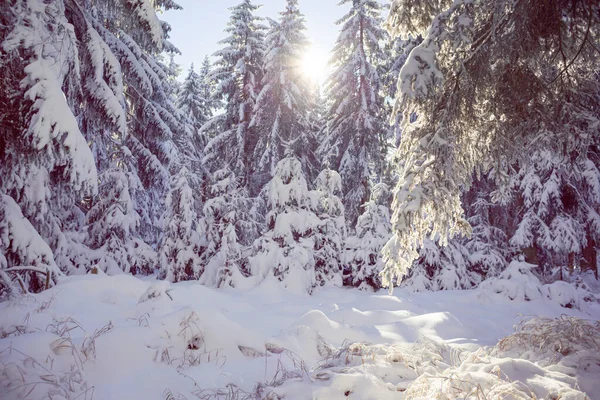 Une Forêt Hivernale Tôt Matin — Photo