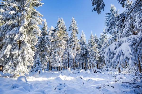 Uma Floresta Invernal Início Manhã — Fotografia de Stock