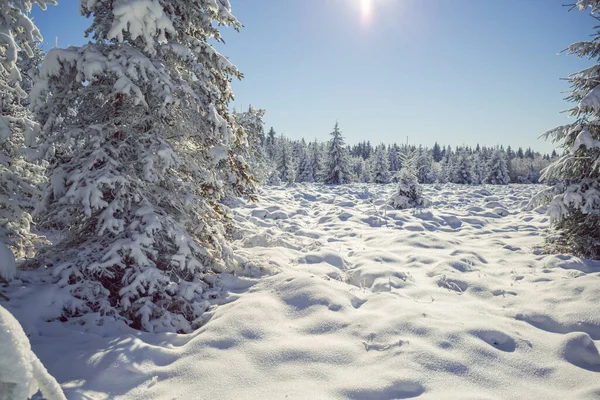 Зимний Лес Рано Утром — стоковое фото