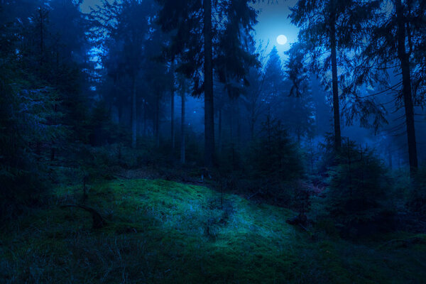 Foggy evergreen forest at night time