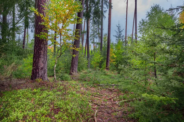 Las Mieszany Jesienią — Zdjęcie stockowe