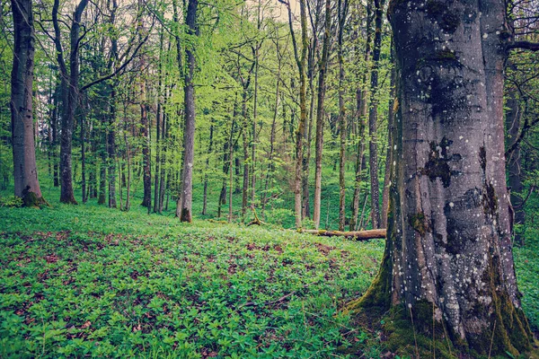 Sabah Yemyeşil Orman — Stok fotoğraf