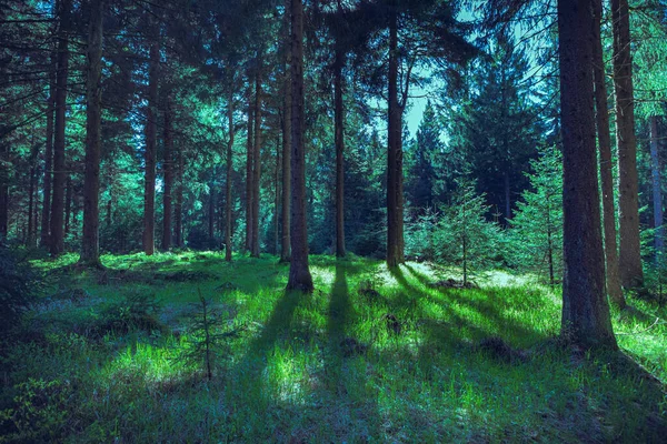 Immergrüner Wald Morgen — Stockfoto