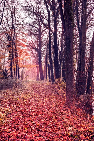 Parc à l'automne — Photo