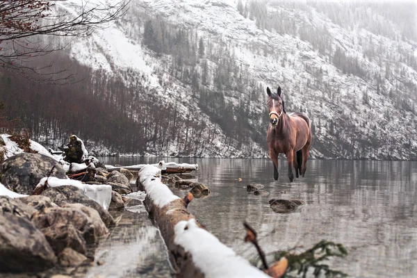 Caballo en el agua —  Fotos de Stock