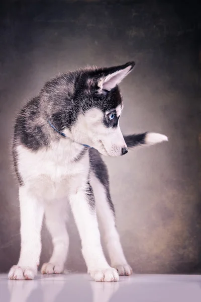 Cão Husky — Fotografia de Stock