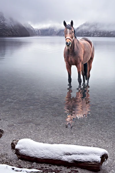 Paard in het water — Stockfoto