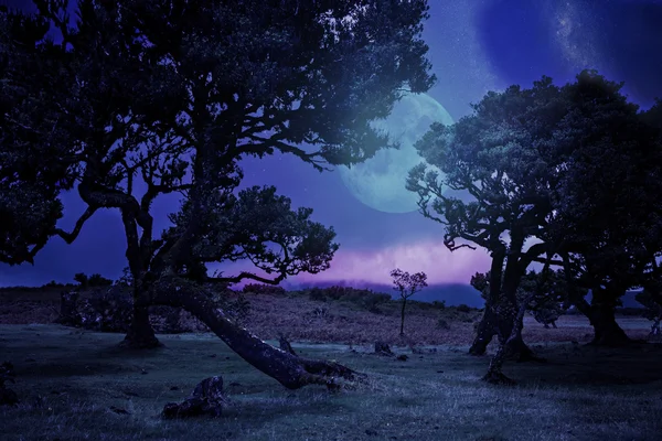 Laurel por la noche — Foto de Stock