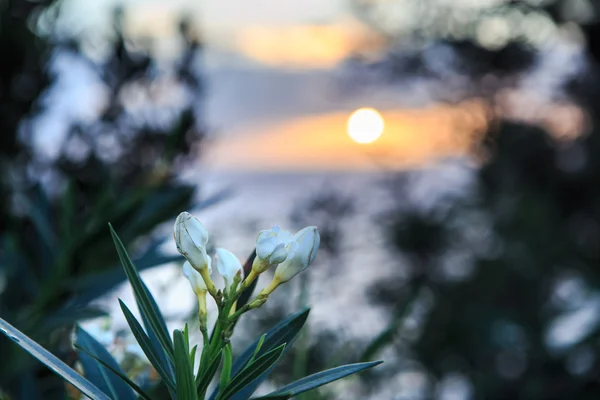 Beautiful sunset on beach — Stock Photo, Image