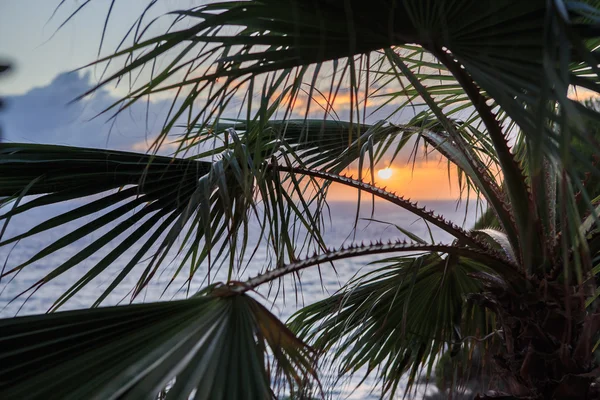 Belo pôr do sol na praia com palma — Fotografia de Stock