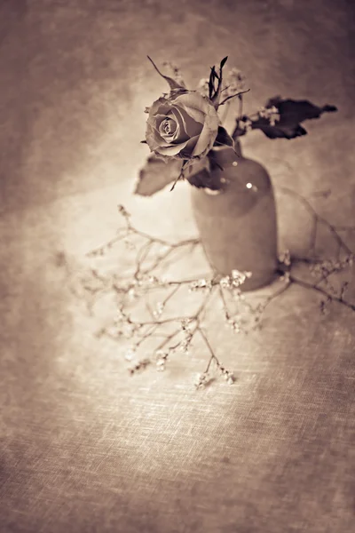 Rose dans le vase — Photo