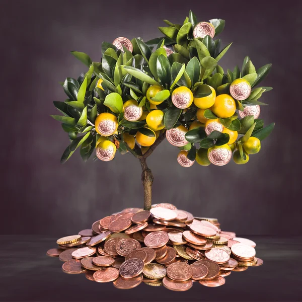 Money tree picture — Stock Photo, Image