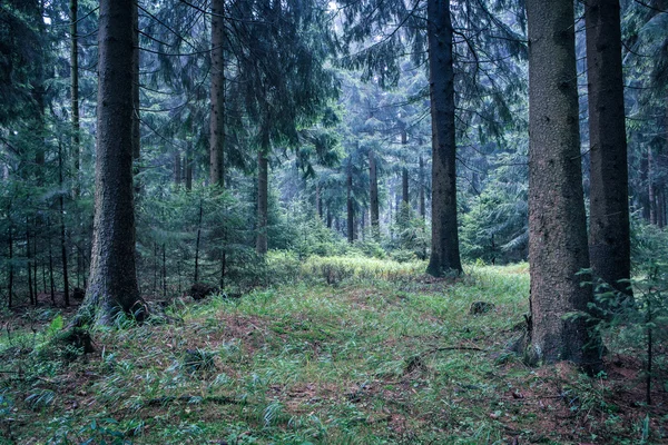 Mistige bos — Stockfoto