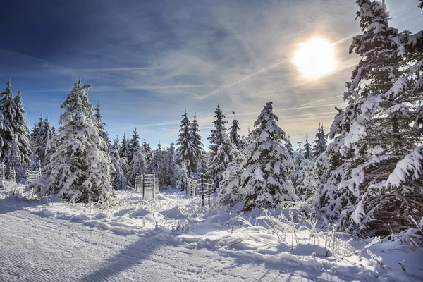 Bosque invernal — Foto de Stock