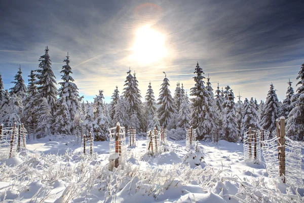 Χειμερινές δάσος — Φωτογραφία Αρχείου