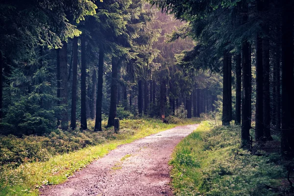 Sisli orman — Stok fotoğraf