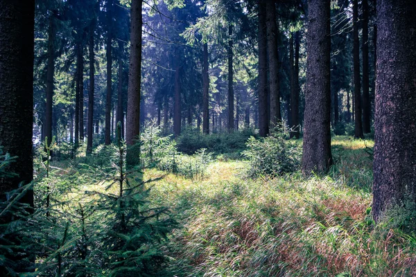 Floresta nebulosa — Fotografia de Stock