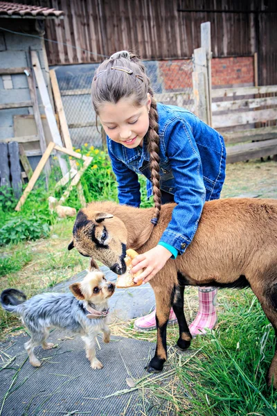 Liten flicka med ett får och hund — Stockfoto