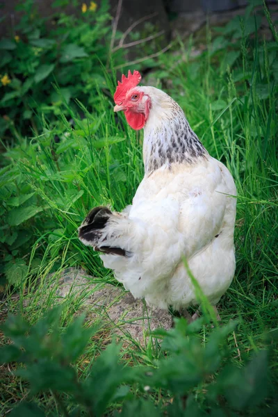 White hen on grass — Stockfoto