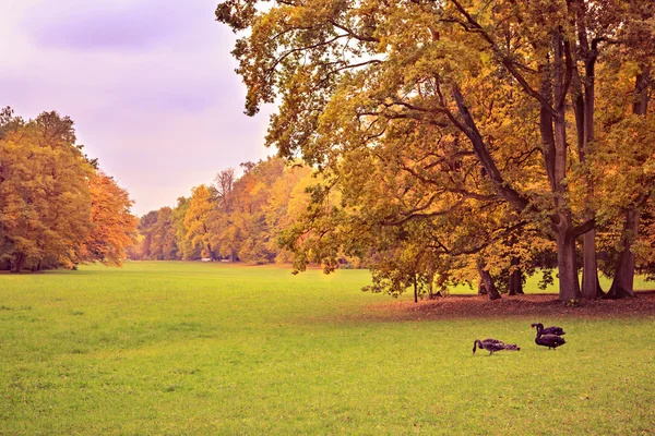 Park op val — Stockfoto