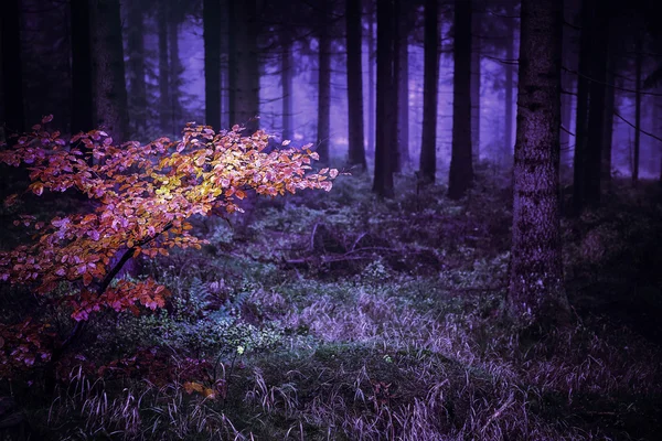 La foresta sempreverde — Foto Stock