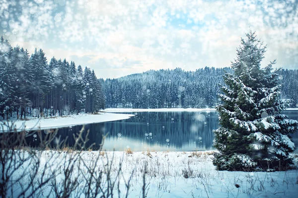 Skog om vinteren – stockfoto