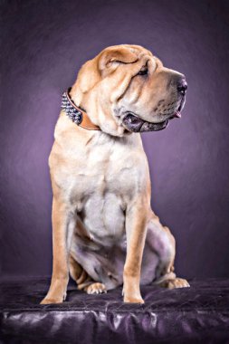 Çin shar pei köpek 