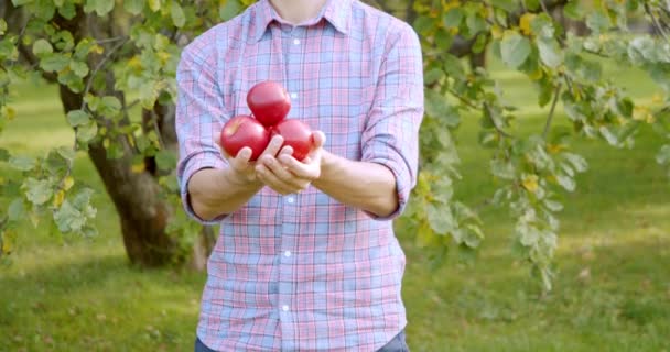 잘 익은 붉은 사과를 들고 있는 남성 정원사 손을 클로즈업 한 후그것을 녹색 정원에 있는 카메라에 보여 주었다. 채원, 수확 및 유기 식품 개념. — 비디오