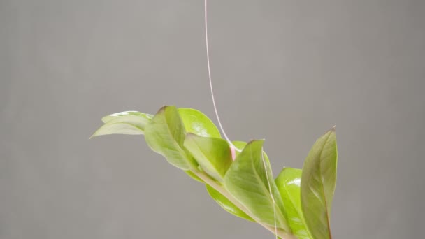 粉红蜡在灰色背景下沿着绿色植物流下的特写。护肤中的美、自然和光滑的概念 — 图库视频影像