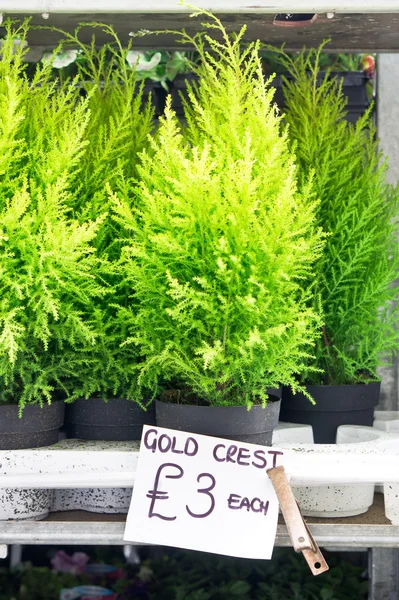 Gold crest plants — Stock Photo, Image