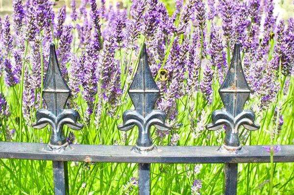 Lavanda — Fotografia de Stock